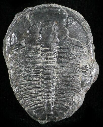 Elrathia Trilobite - Wheeler Shale, Utah #25026